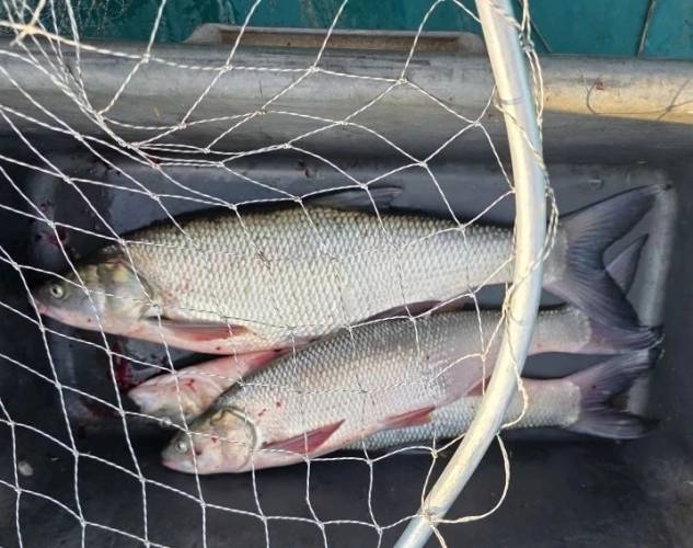 Остров Колочный база в Астрахани