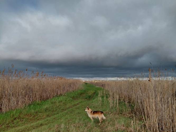 Остров Колочный